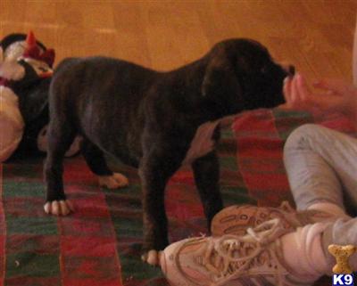 Boxer Puppies for Sale